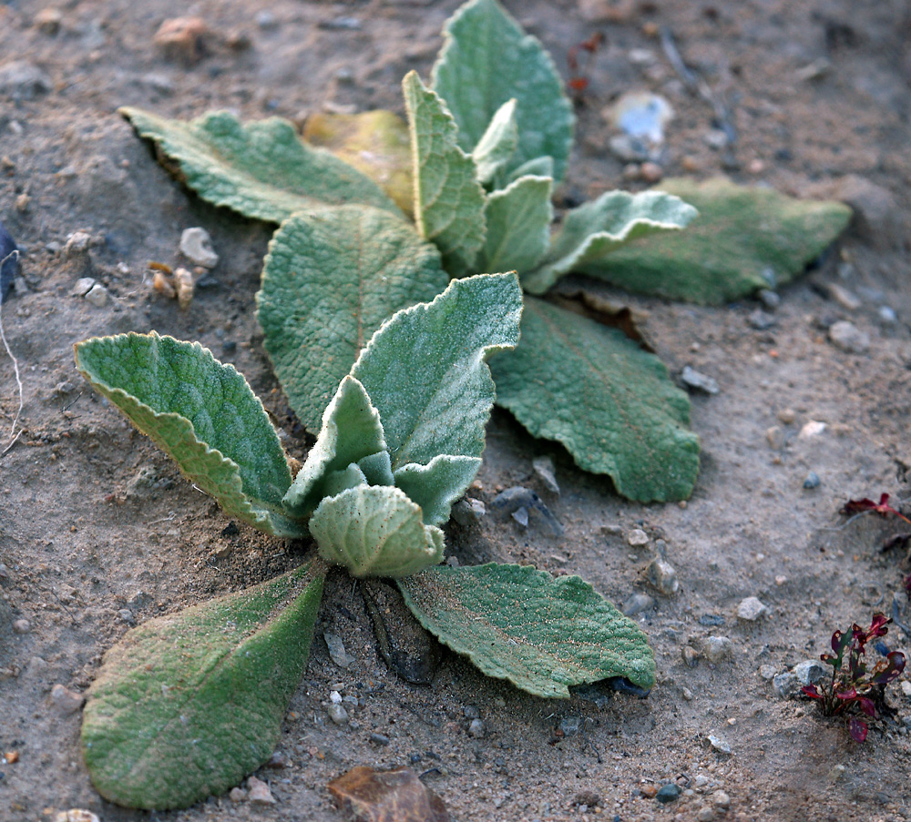 Image of genus Verbascum specimen.