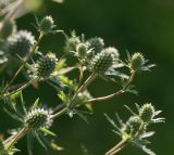 Eryngium planum