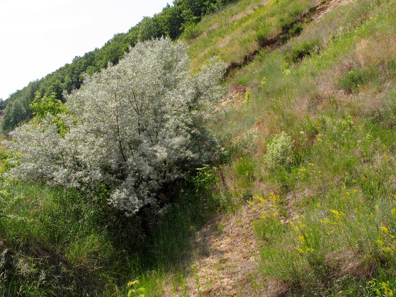 Image of Elaeagnus angustifolia specimen.