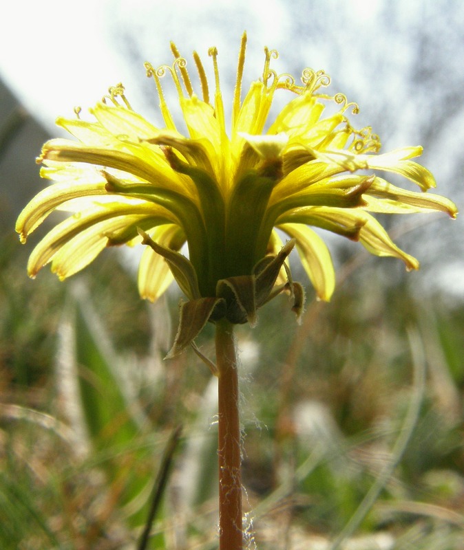 Image of Taraxacum thracicum specimen.