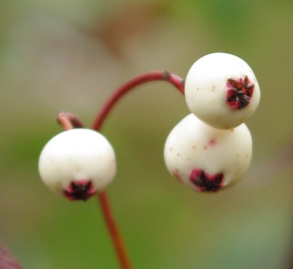 Image of Sorbus koehneana specimen.