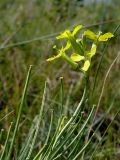 Смотреть изображение Erysimum canescens
