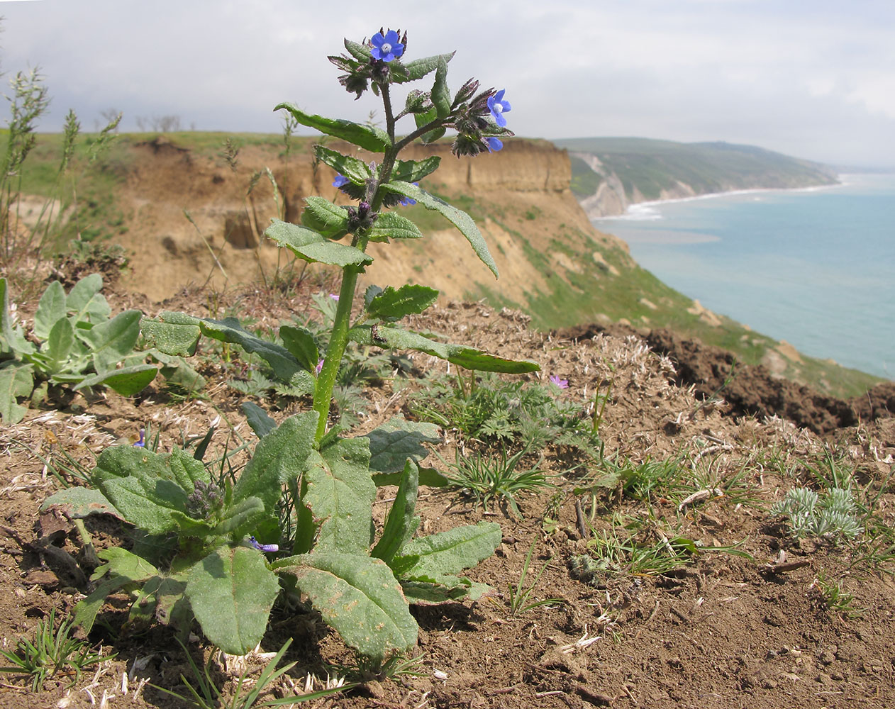 Image of Anchusa pusilla specimen.