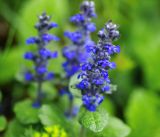 Ajuga reptans