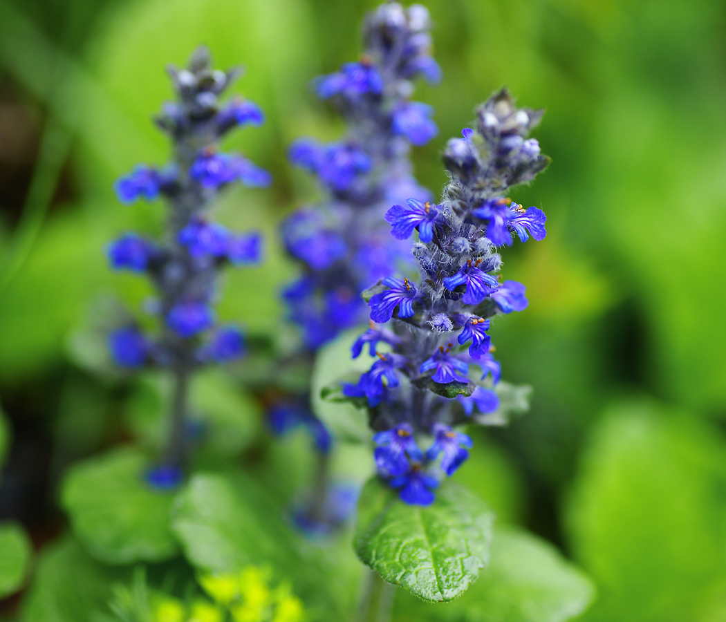 Image of Ajuga reptans specimen.