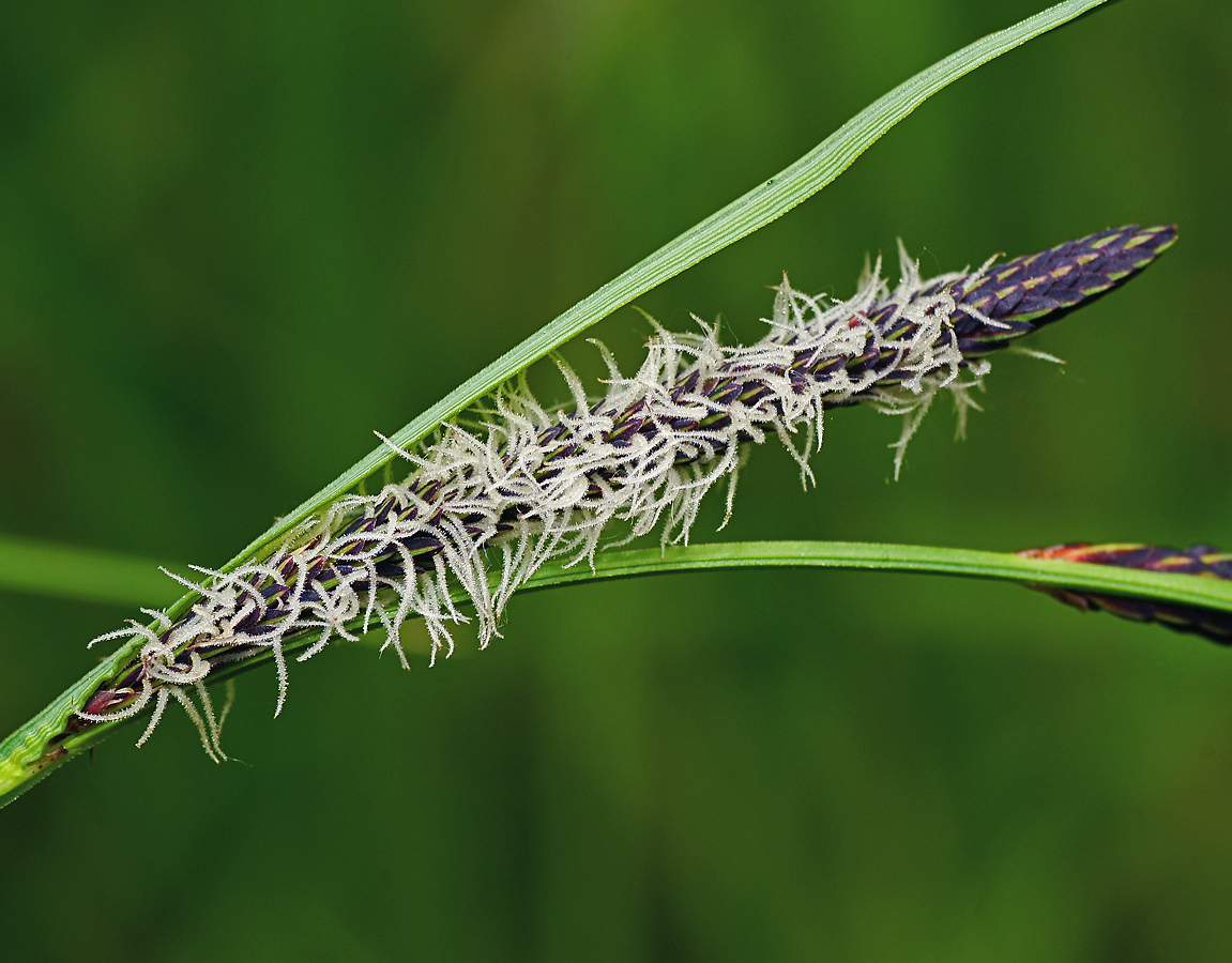 Image of Carex acuta specimen.