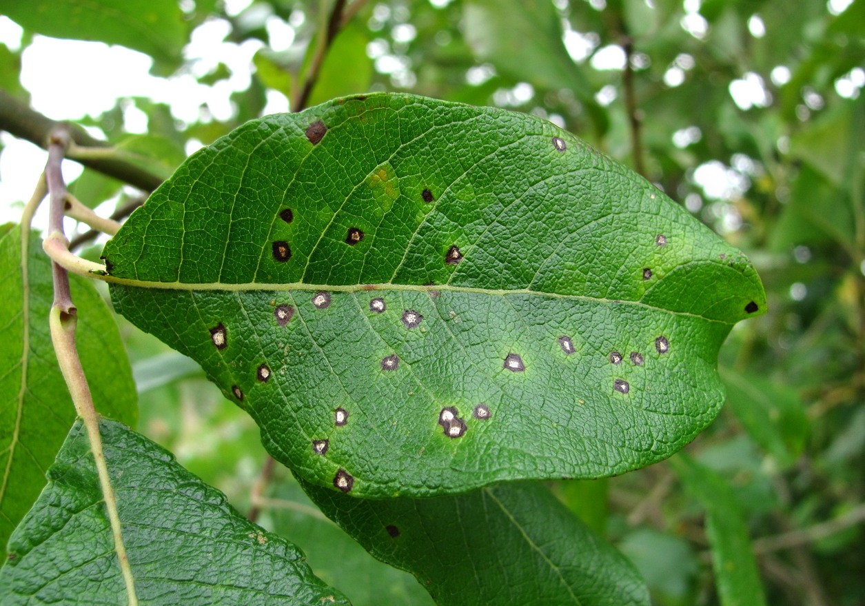 Image of Salix caprea specimen.