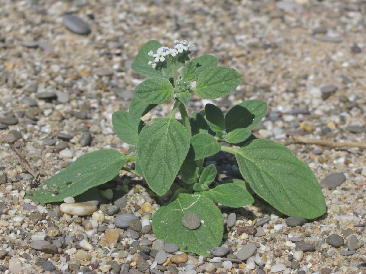 Изображение особи Heliotropium ellipticum.