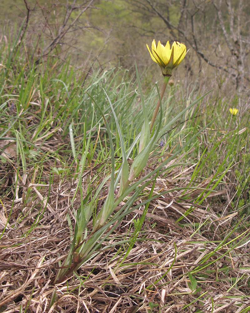 Изображение особи Tragopogon brevirostris.