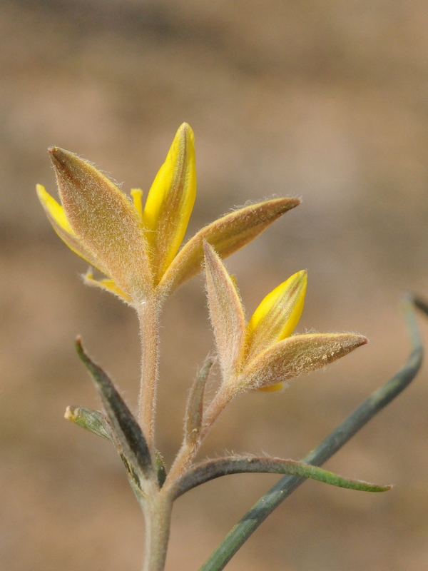 Image of Gagea setifolia specimen.