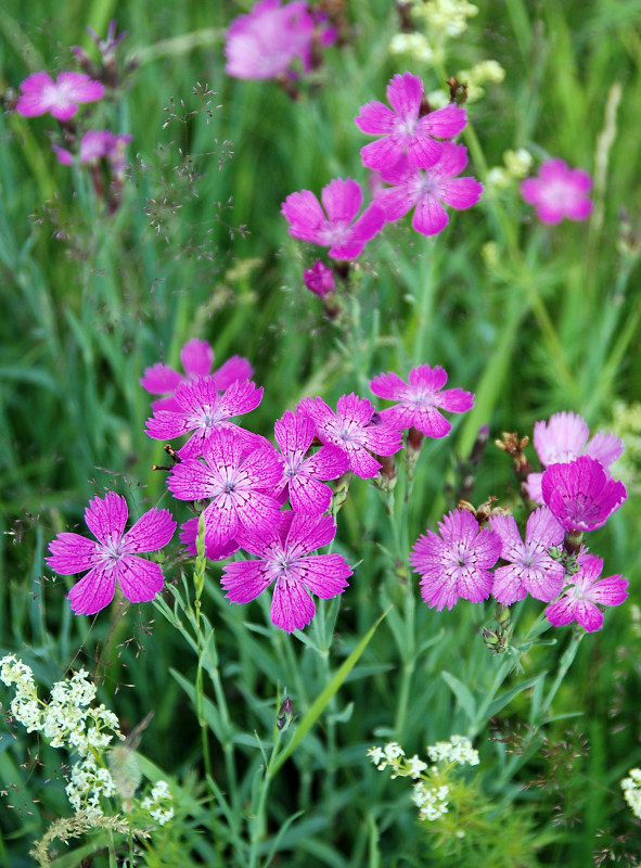 Image of Dianthus fischeri specimen.