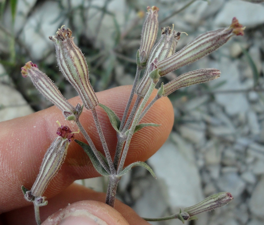 Изображение особи Silene crispans.