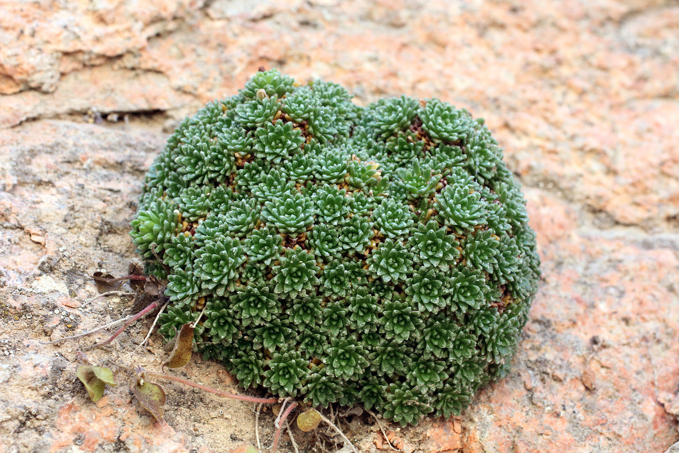 Image of Saxifraga alberti specimen.