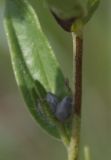 Lithospermum officinale. Плод из 4-х орешков в пазухе листа. Белгородская обл., окр. пос. Борисовка, Острасьев яр, на дороге вдоль края поля. 12.07.2009.