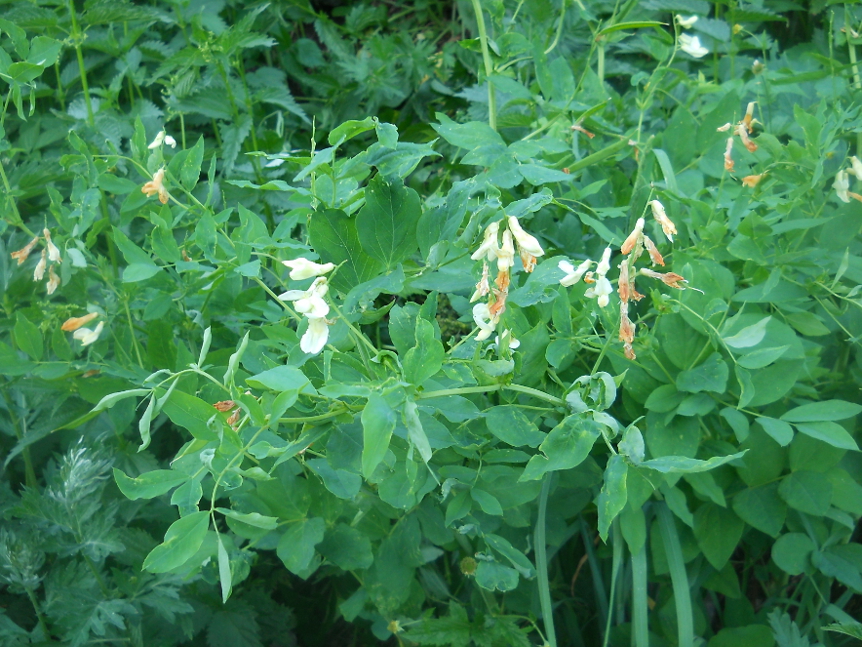 Изображение особи Lathyrus gmelinii.