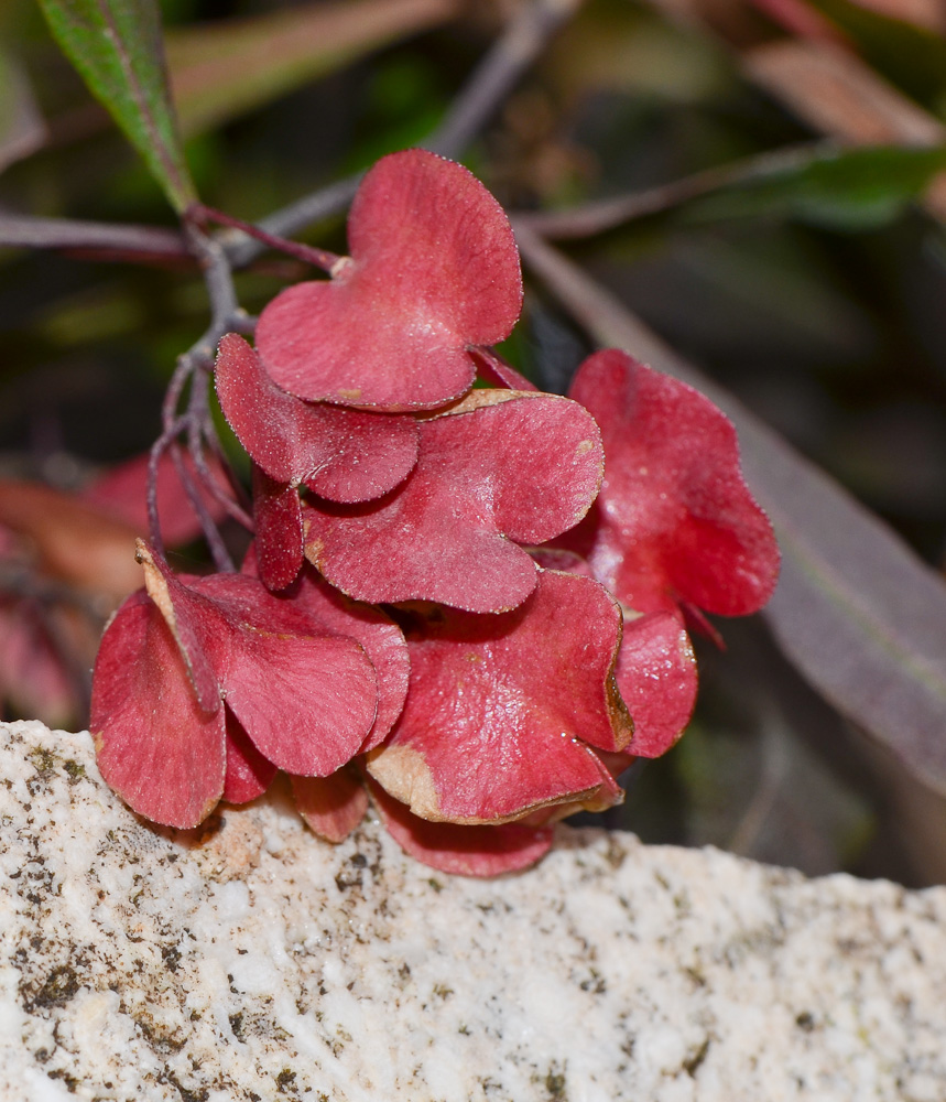 Image of Dodonaea viscosa specimen.