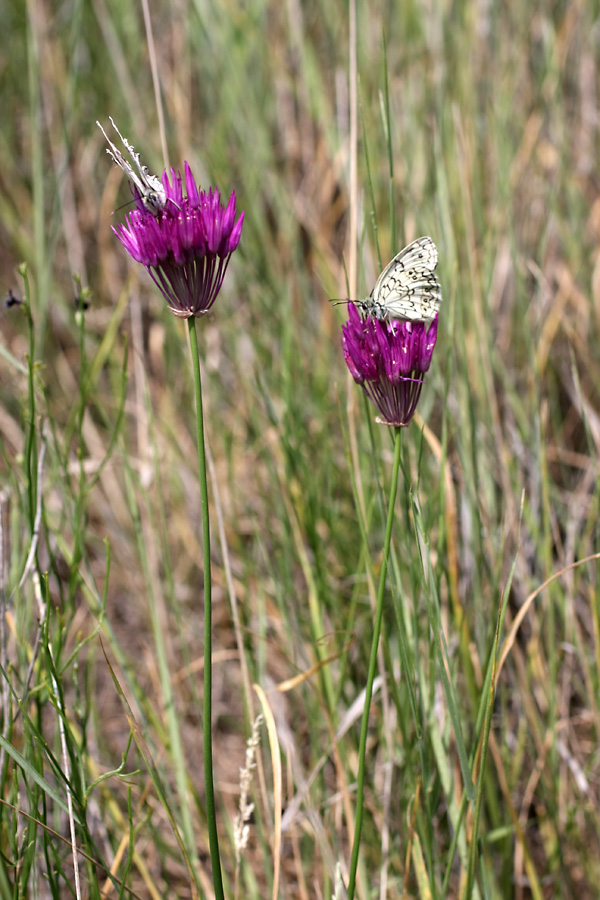 Image of Allium barsczewskii specimen.