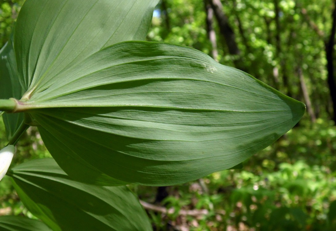 Image of Polygonatum glaberrimum specimen.