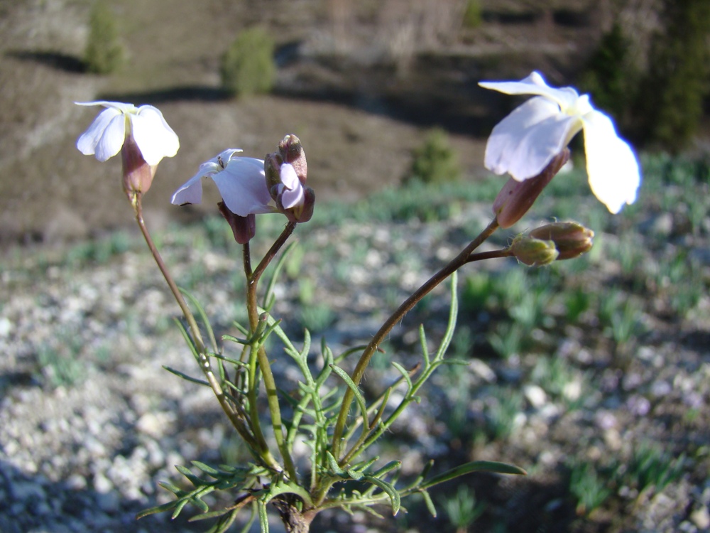 Image of Parrya alba specimen.