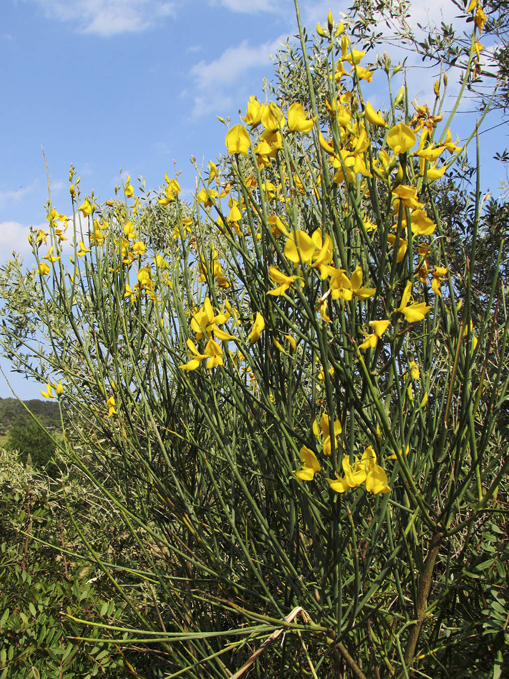 Image of Spartium junceum specimen.