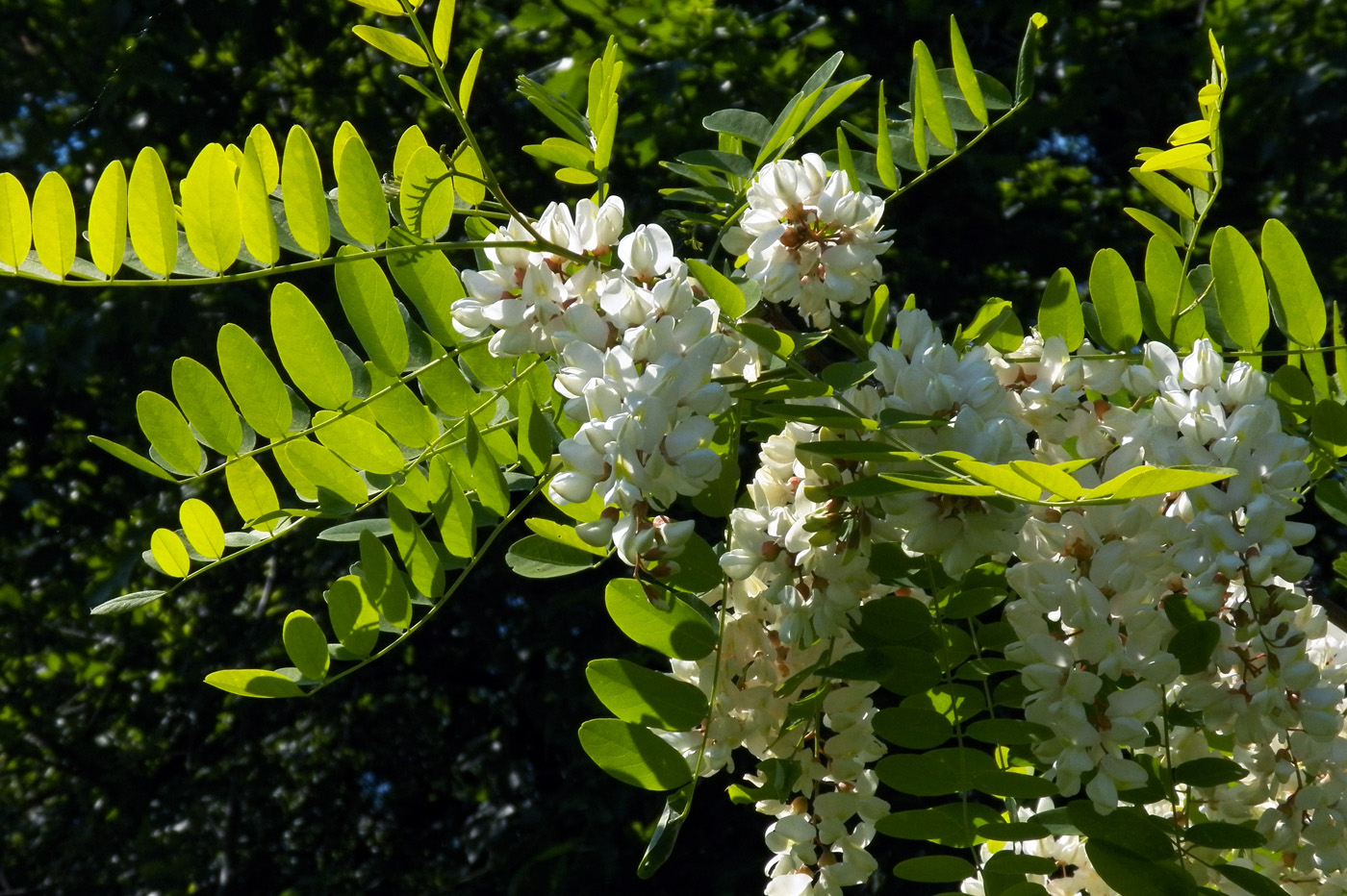 Изображение особи Robinia pseudoacacia.