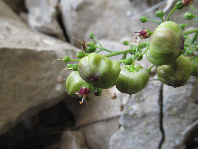 Image of Scrophularia rupestris specimen.