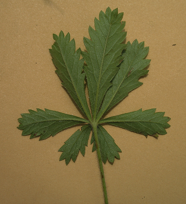 Image of Potentilla humifusa specimen.