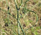 Tragopogon ucrainicus. Средняя часть главного побега. Украина, г. Киев, Днепровский р-н, проспект Алишера Навои, слабо задернованные пески вдоль тропинки рядом с сосновым лесом на боровой террасе Днепра. 16.06.2016.