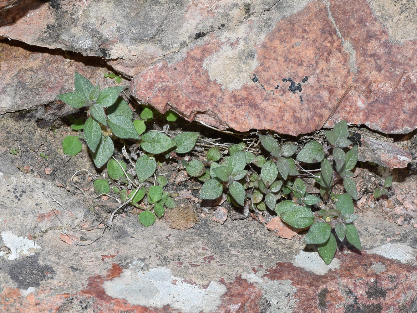 Изображение особи Parietaria elliptica.