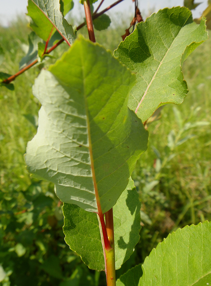 Image of Salix pyrolifolia specimen.