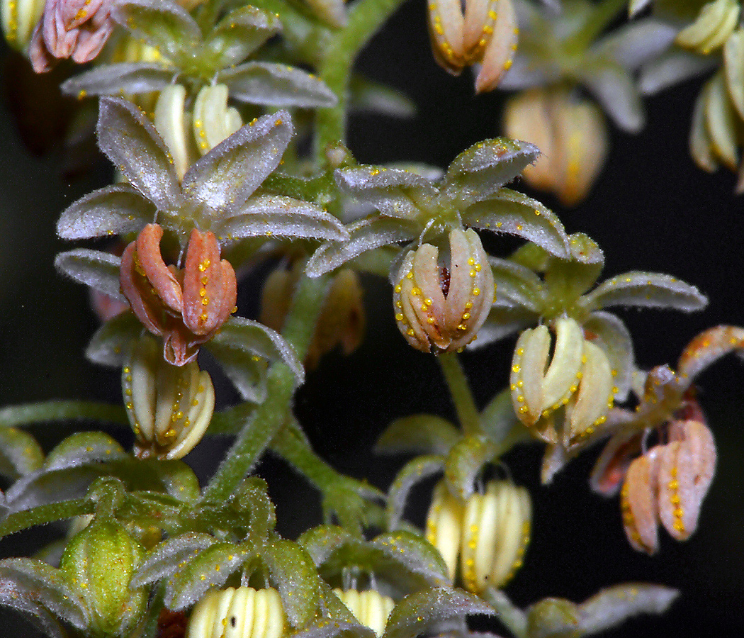 Image of Humulus lupulus specimen.