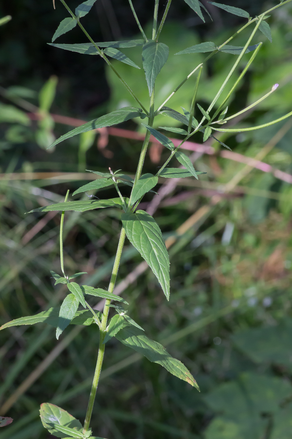 Image of Epilobium adenocaulon specimen.