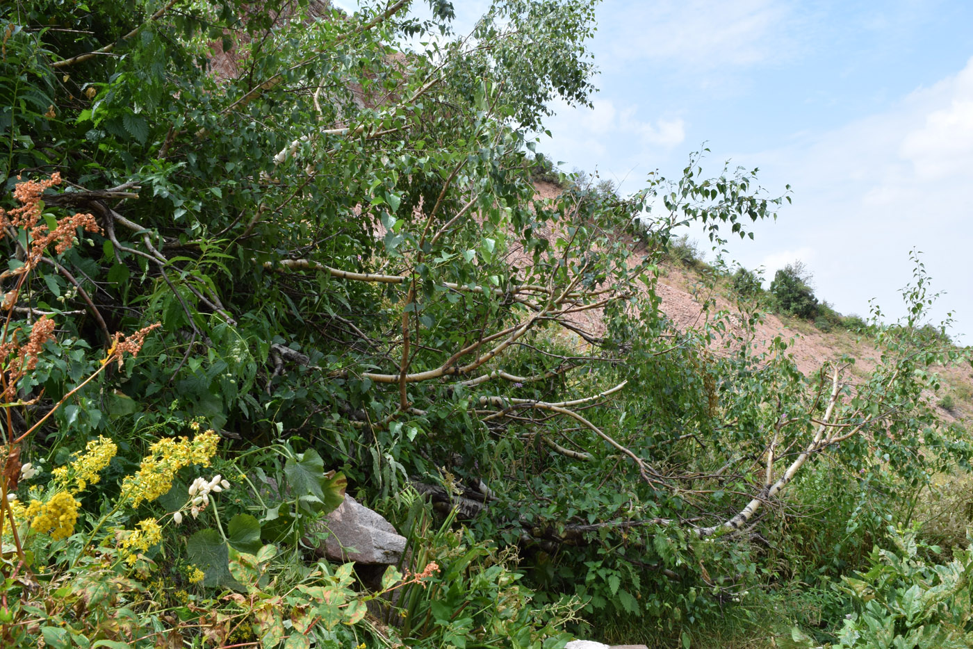 Image of Betula pendula specimen.