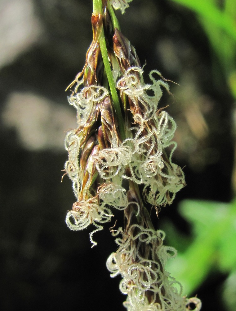 Image of Carex paniculata specimen.