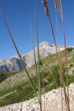 genus Calamagrostis. Части побегов. Адыгея, Кавказский биосферный заповедник, южный скалистый склон горы Оштен, исток р. Мутный Тепляк, субальпийский пояс, выс. ≈ 2000 м н.у.м., среди валунов. 30.08.2015.