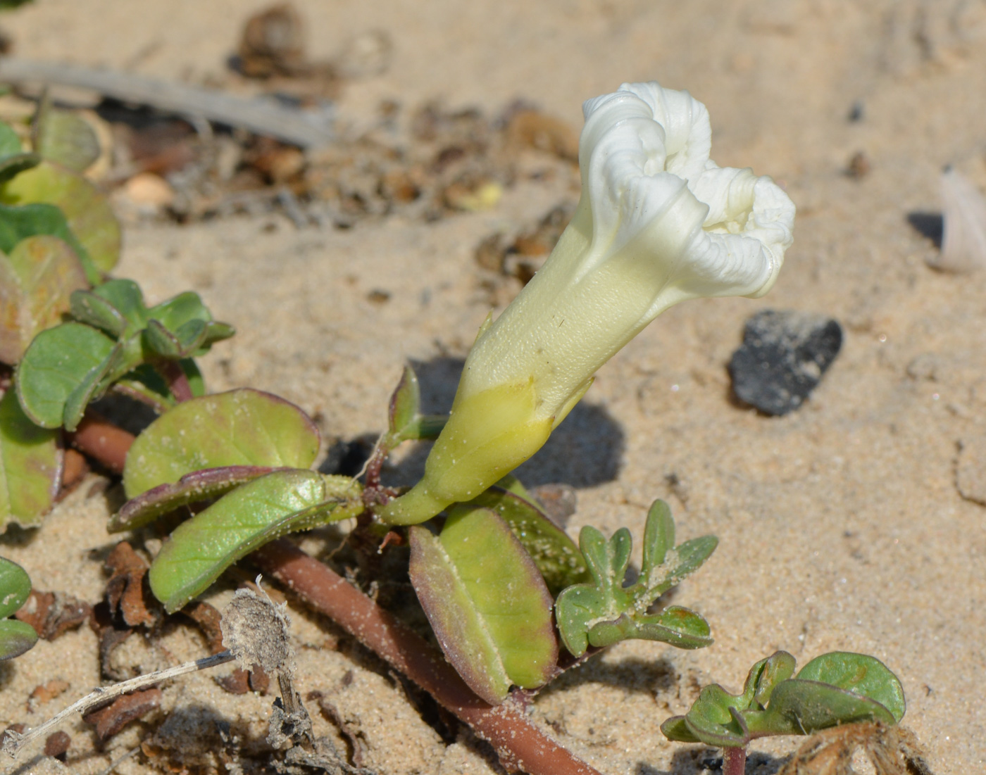 Image of Ipomoea imperati specimen.