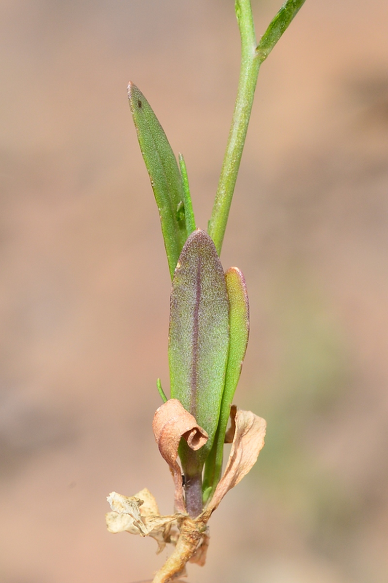 Image of Goldbachia pendula specimen.