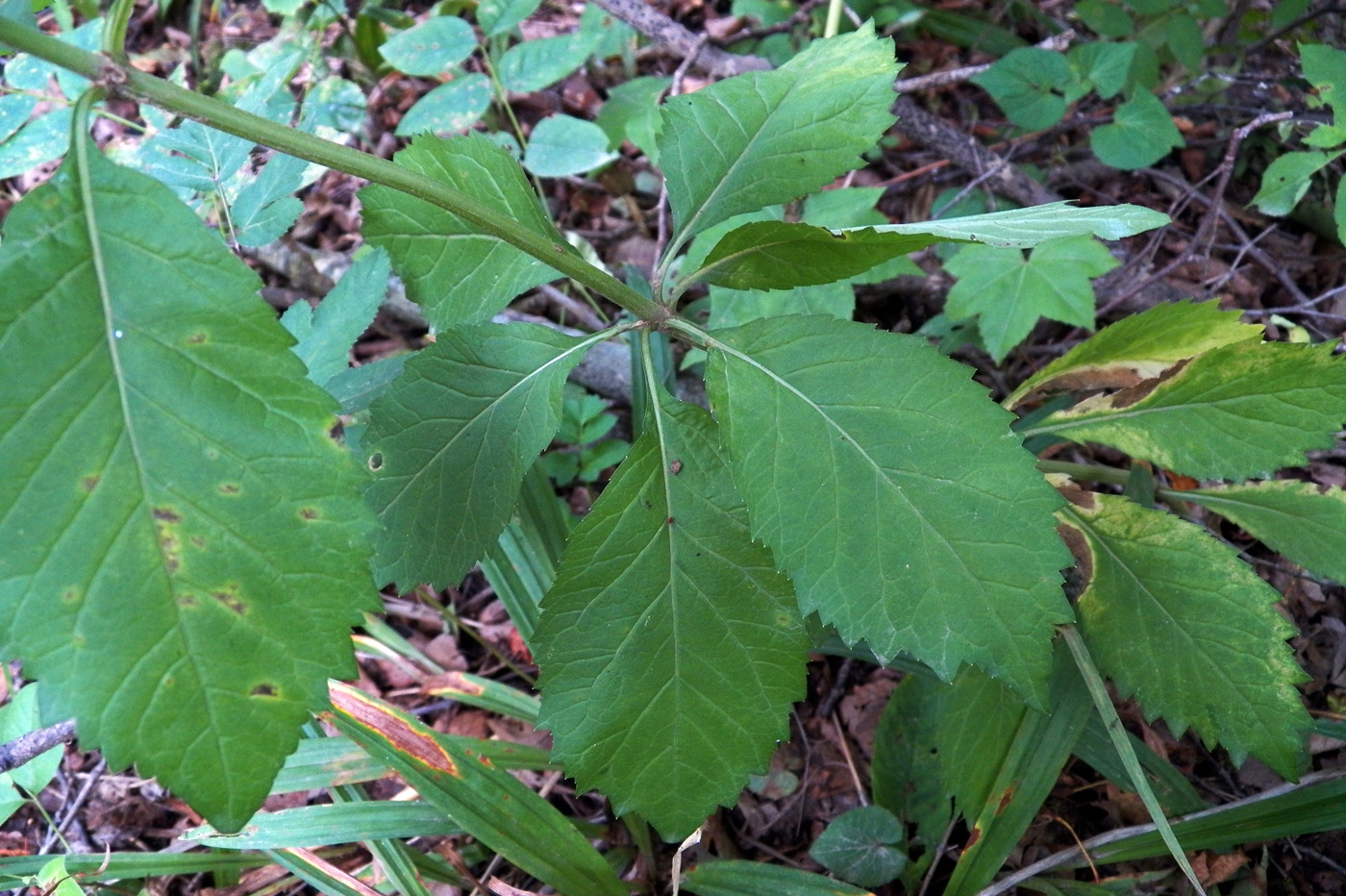 Image of Adenophora pereskiifolia specimen.