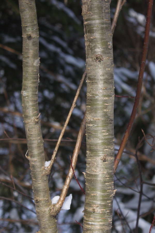 Image of Caragana arborescens specimen.