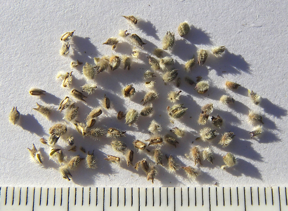 Image of Aloysia chamaedryfolia specimen.