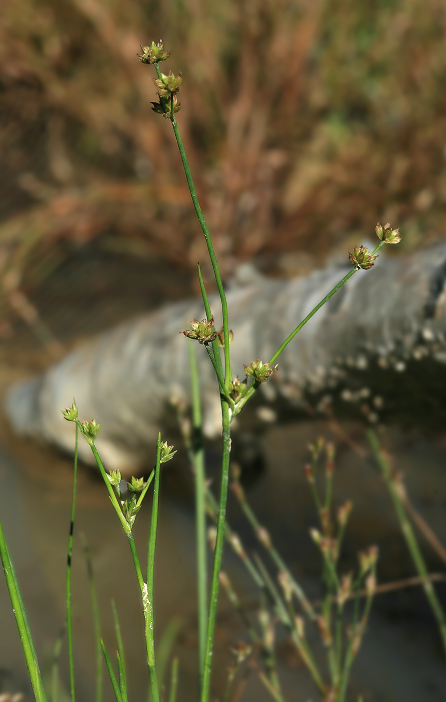 Изображение особи Juncus turczaninowii.