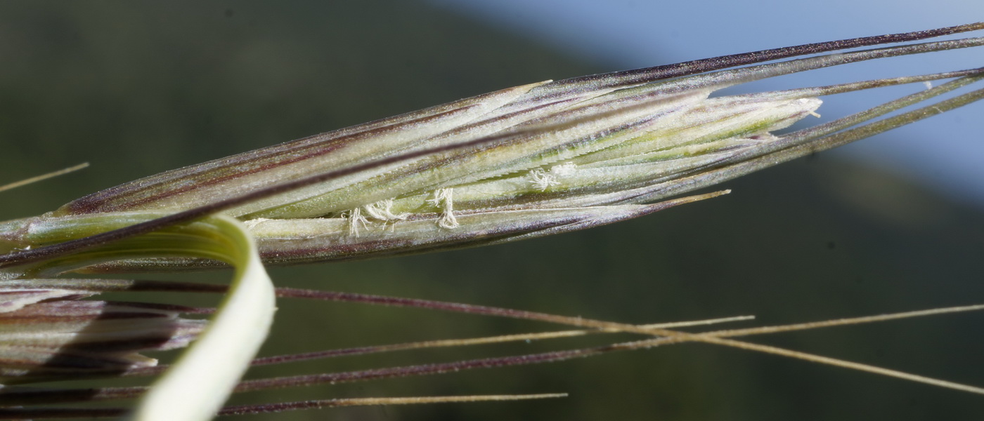 Изображение особи Elytrigia strigosa.