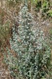 Echium biebersteinii. Цветущее растение. Греция, Фессалия, Каламбака. 08.06.2009.