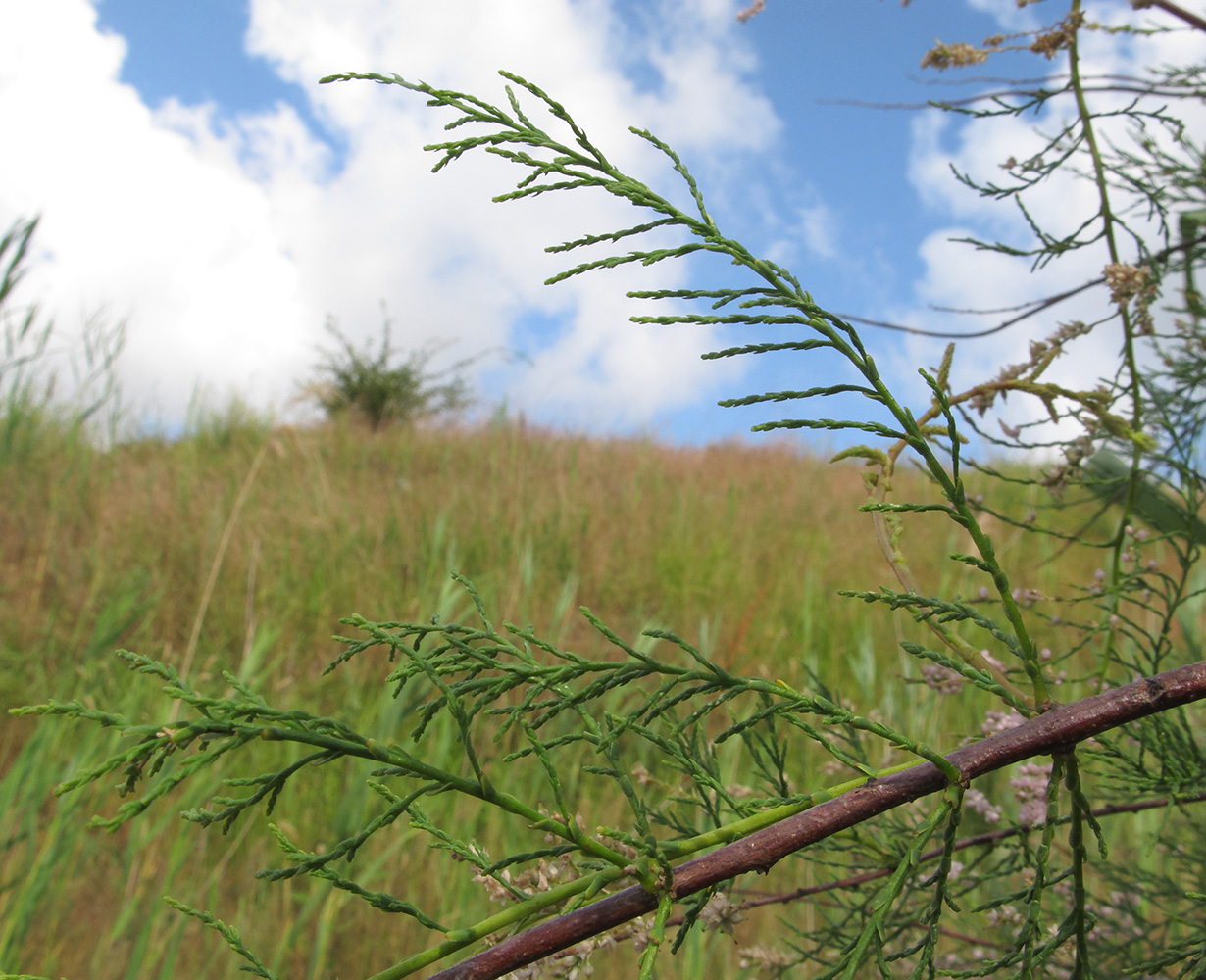 Image of Tamarix ramosissima specimen.