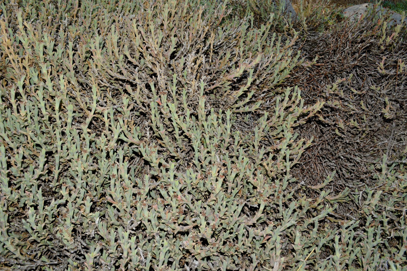 Image of Ruschia perfoliata specimen.