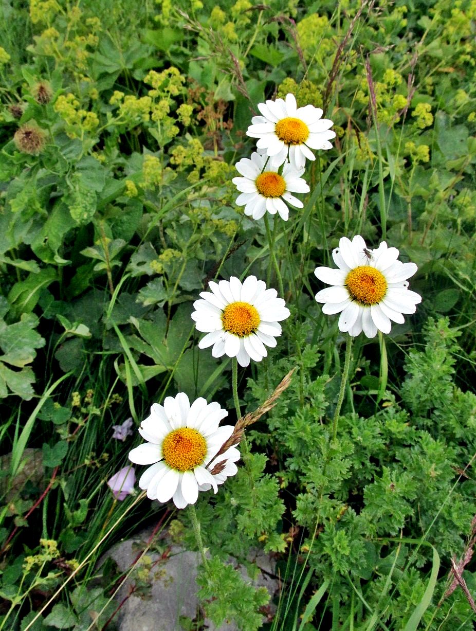 Изображение особи Anthemis melanoloma.