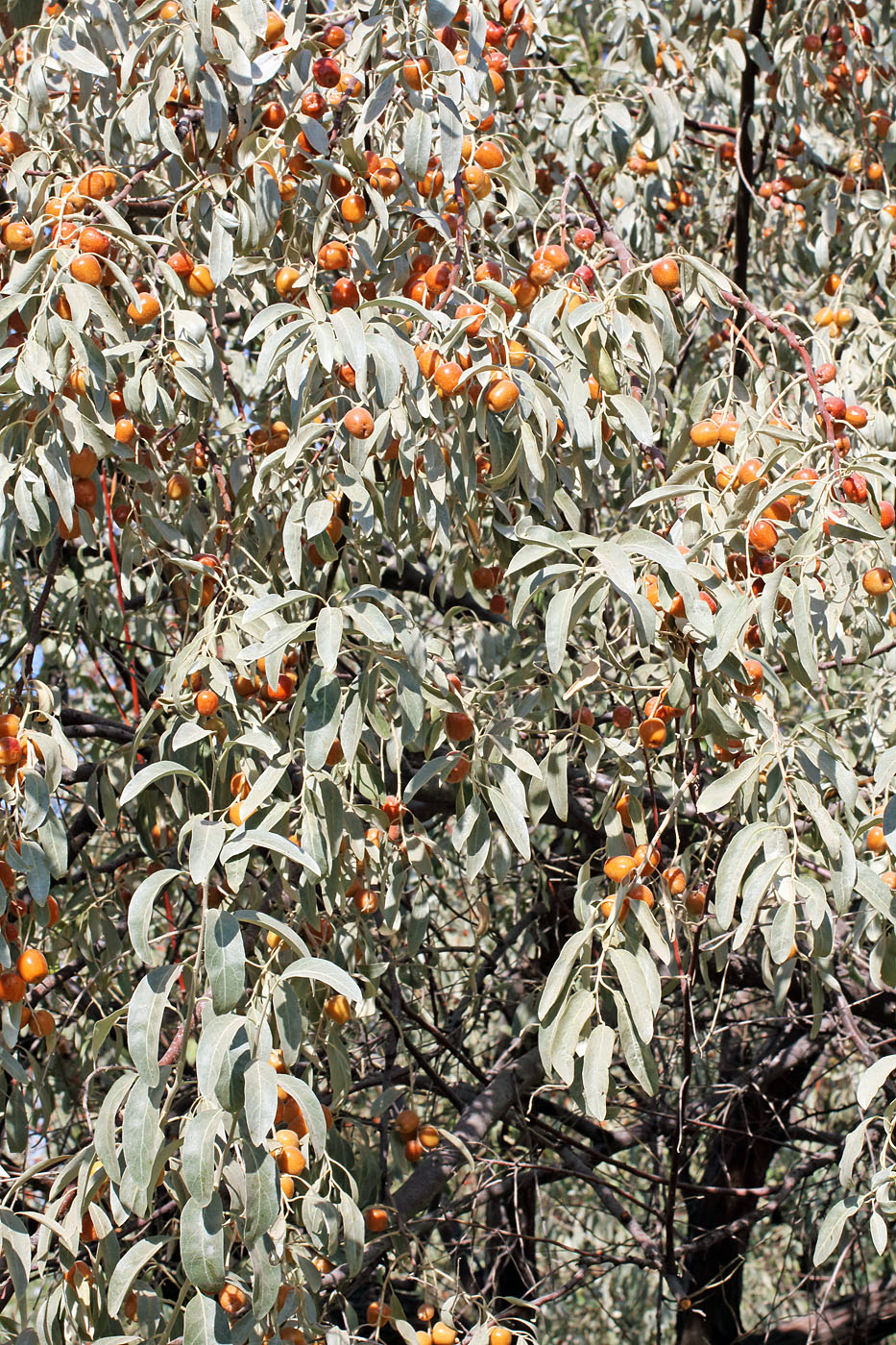 Image of Elaeagnus orientalis specimen.