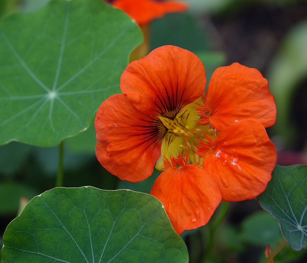 Image of Tropaeolum majus specimen.