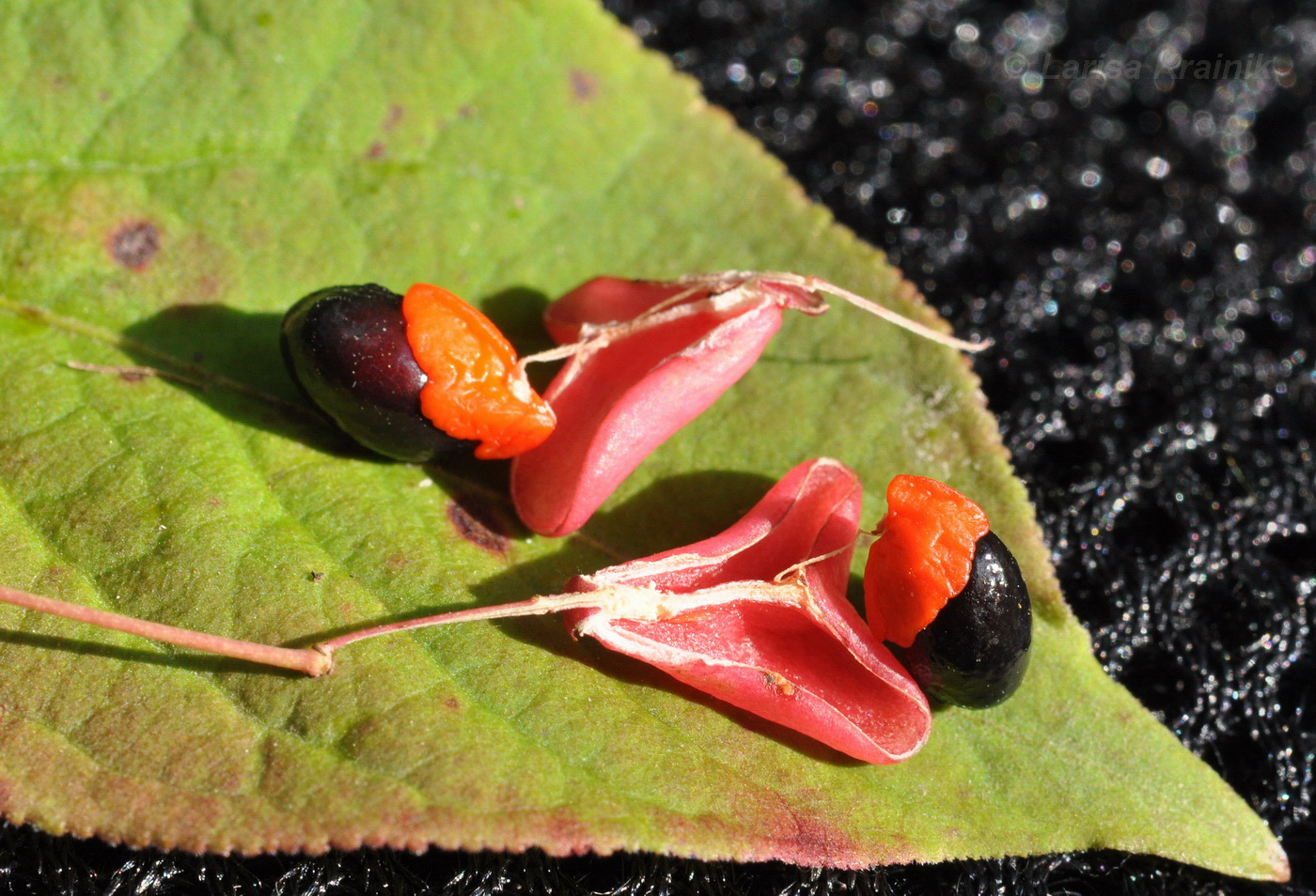 Image of Euonymus pauciflorus specimen.