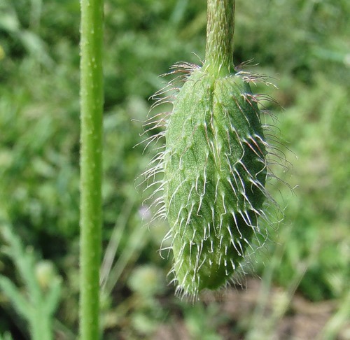 Image of Papaver stevenianum specimen.